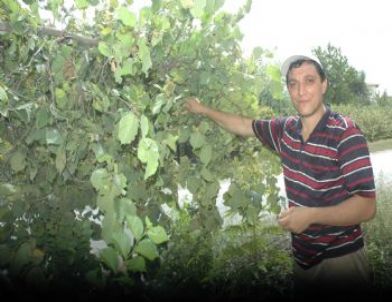 Trabzon Sahil Kesiminde Fındık Hasadına Başladı