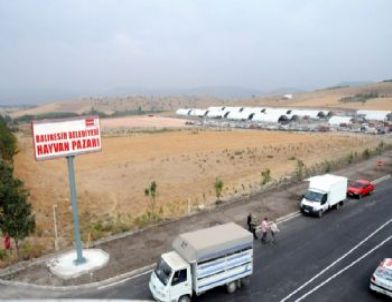 Balıkesir'de Şap Karantinası Kalktı Hayvan Pazarı Açıldı