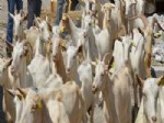 MEHMET RUHI YıLMAZ - Dursunbey'de Çiftçilere Saanen Keçisi Dağıtıldı