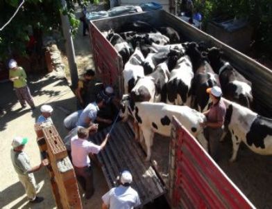 Gazipaşa’da 28 Süt İneği Dağıtıldı