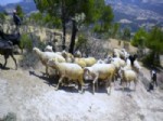 YUNUSLAR - Gediz'de İş İmkanı Olmayan 12 Kişiye Sığır ve Koyun Desteği