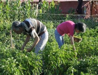Hobi Bahçelerinde Ürün Yetiştirip Stres Atıyorlar
