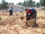 GÖLGELI - Silifke’de Nohut Hasadına Başlandı