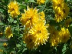 GÜNEBAKAN - Bahçesinde Yetiştirdiği 50 Tür Çiçeğe Gözü Gibi Bakıyor