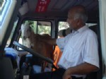 Bu Keçi Denize Girip, Sahibiyle Minibüse Biniyor