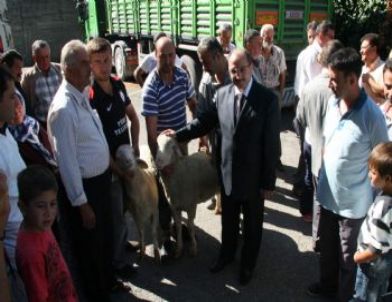 27 Üreticiye 270 Koyun 27 Koç Dağıtıldı