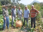 KAYAKÖY - Fethiyeli Çiftçi, Bahçesinde 174 Kiloluk Bal Kabağı Yetiştirdi