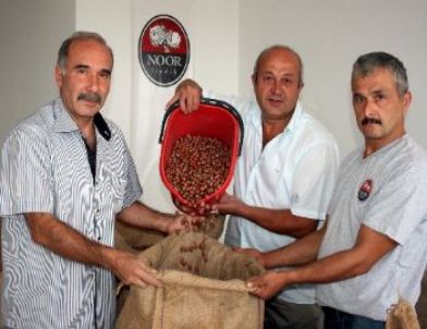 İhracatçı, Üreticiden İlk Fındığı Aldı