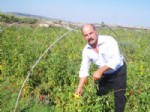 Yumurtalık ‘Kapya’ Biberiyle Karaisalı'ya Rakip