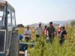 İSMAIL YıLDıRıM - Balıkesir'de Susam Yetiştiricilerine Eğitim Verildi