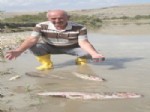 AYNALı SAZAN - Karasu Nehri’nde Toplu Balık Ölümleri