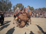 DEVE GÜREŞİ - Efes Deve Güreşi Festivali Hazırlıkları