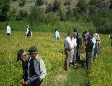 Kargı'da Tarla Günü Düzenlendi