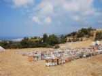 DAVUTLAR - Kuşadası Davutlar’da Dağ Taş Arı Kovanı İle Doldu