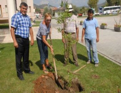 Kraliçe Elizabeth İçin Ölüdeniz Belediyesi Önüne Dostluk Ağacı Dikildi