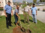 KERAMETTIN YıLMAZ - Kraliçe Elizabeth İçin Ölüdeniz Belediyesi Önüne Dostluk Ağacı Dikildi