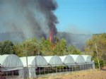 TAŞAĞıL - Manavgat'ta Orman Yangını