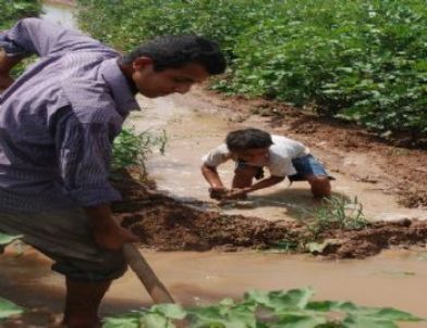 Pamuk Tarlasından Zirveye Giden Yol
