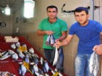 GıRGıR - Protestoya Rağmen Balık Tezgahlarda
