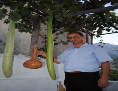 1.5 Metrelik Kabaklar Şaşırttı