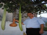 1.5 Metrelik Kabaklar Şaşırttı
