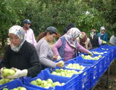 Elma Hasadı Başladı, 610 Bin Tonun Üzerinde Üretim Bekleniyor