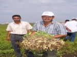 CELALETTIN CERRAH - Osmaniye’de Yer Fıstığı Hasadı Başladı