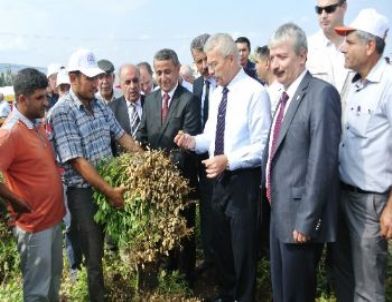 Vali Cerrah Traktörle Yerfıstığı Söktü