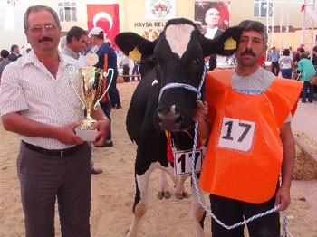 Edirne'de Hem İnekler Hem De Buzağılar Podyuma Çıktı