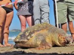 DENIZANASı - Kuşadası Körfezi’nde Ölü Bir Caretta Caretta Bulundu
