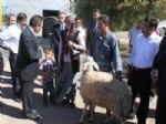 SELAMI ALTıNOK - Aksaray'da Küçükbaş Hayvan Dağıtımı