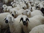 PKK AK Partili başkanın koyunlarını kaçırdı