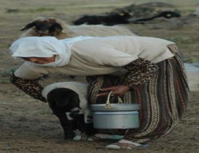 Bitlisli 'Berivan'ların Zorlu Mücadelesi