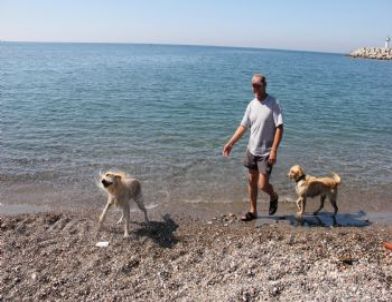 Filyos’ta Dalgıç Köpek Görenleri Hayrete Düşürüyor