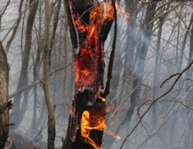 Patlıcan Közlerken Ormanı Yakanları Tele Kulak Yakalattı