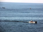 GıRGıR - Balık Bereketi, Amatör Balıkçıları Bile Denize Döktü
