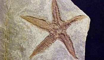 Çantasından 60 milyon yıllık fosil çıktı