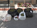 Manavgat'ta 15 Kilo Esrar Ele Geçirildi