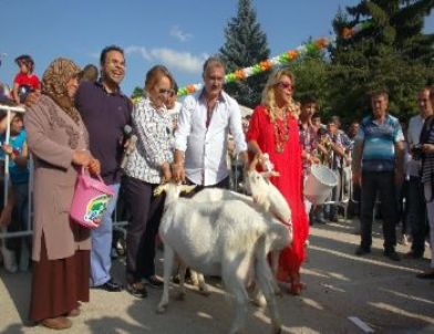 Safiye Soyman Keçi Sütü Yarışmasına Katıldı, Bolulular Kahkahaya Boğuldu