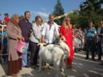 FAİK ÖZTÜRK - Safiye Soyman Keçi Sütü Yarışmasına Katıldı, Bolulular Kahkahaya Boğuldu