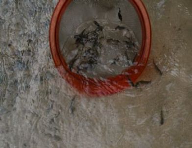 Senoz Vadisi'ne 5 Bin Yavru Alabalık Salındı