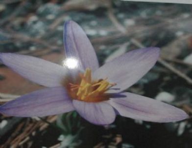 Antalya’nın Endemik Bitkileri Tanıtılıyor