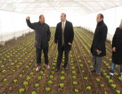 Düzce'deki Seralarda Kar Temizliği Uyarısı