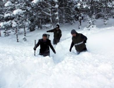 Karabük'te Yaban Hayvanları İçin Doğaya Yem Bırakıldı
