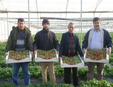 Örtü Altı Çilek 3.50 Tl’den Alıcı Buluyor