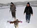 UZUNTARLA - Sokak Hayvanları Soğukta Aç Kalmayacak