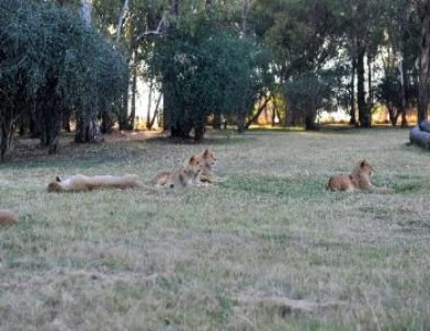 Zambiya, Aslan Avını Yasakladı