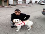 SOKAK HAYVANI - Keçiören Belediyesi Sahipsiz Hayvanlara Sahip Çıktı