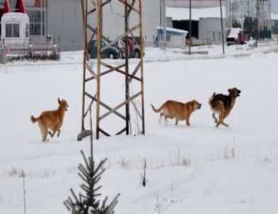 Köpekler Karın Keyfini Çıkardı