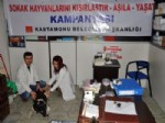 SOKAK HAYVANI - Sokak Hayvanları Kısırlaştırma Kampanyası Sona Erdi